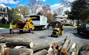 Best Tree Removal  in Colonial Heights, VA