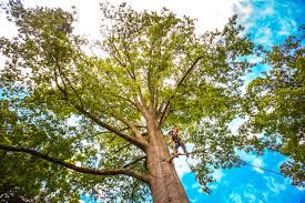 Best Lawn Maintenance Plans  in Colonial Heights, VA