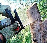 Professional Tree Services in Colonial Heights, VA