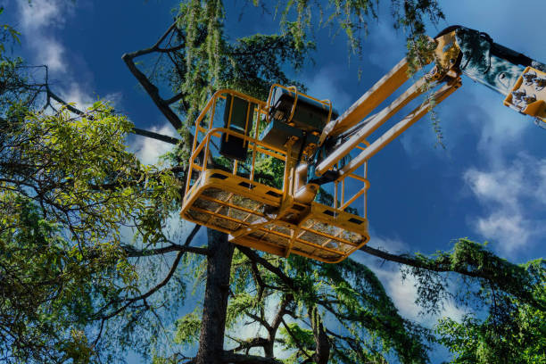 Best Commercial Tree Services  in Colonial Heights, VA