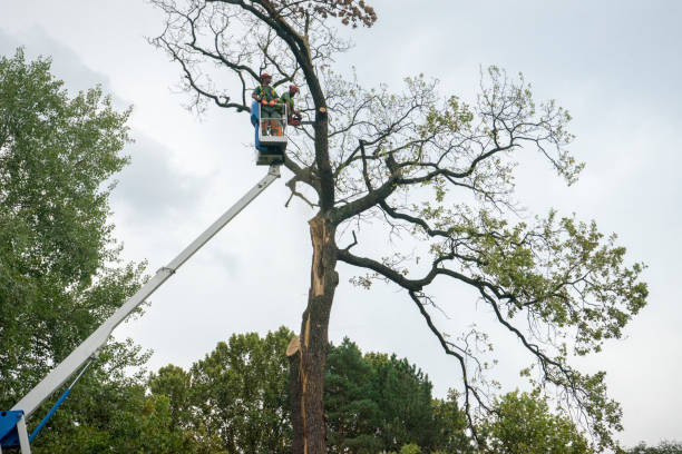 Best Pest Control for Lawns  in Colonial Heights, VA