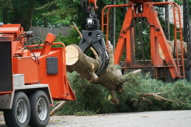 Best Tree Trimming and Pruning  in Colonial Heights, VA
