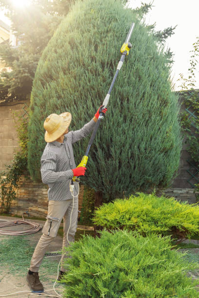 Best Seasonal Cleanup (Spring/Fall)  in Colonial Heights, VA