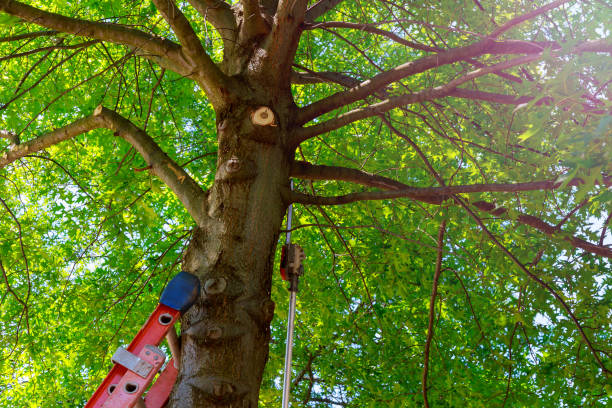 How Our Tree Care Process Works  in  Colonial Heights, VA